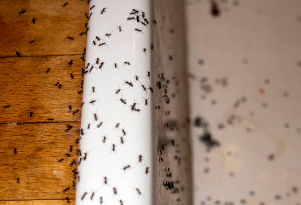 Insect Control in Greenfield, IL