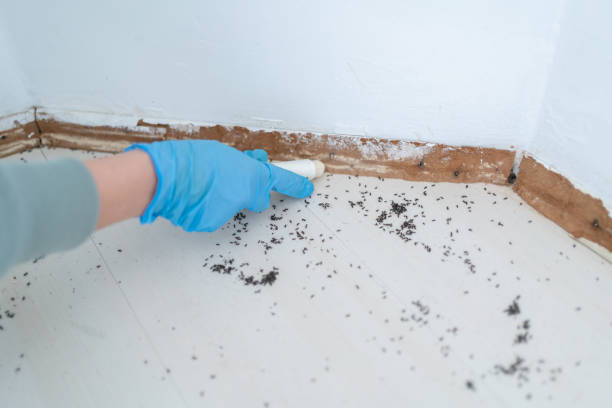 Best Flea Control Services  in Greenfield, IL